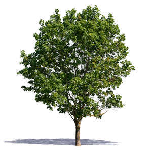 cut out big maple tree