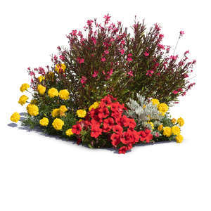 composition of blooming flowers