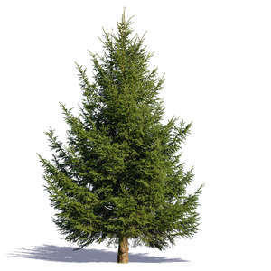 european spruce in sunlight