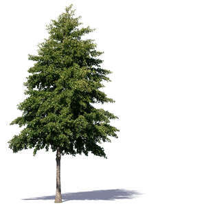 cut out alder tree