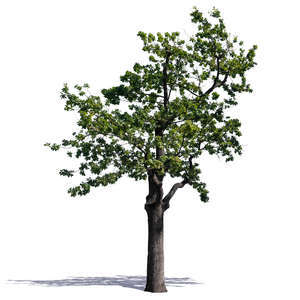 old oak tree