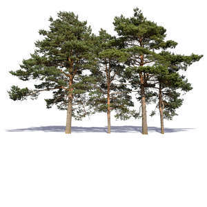 group of pines in sunlight