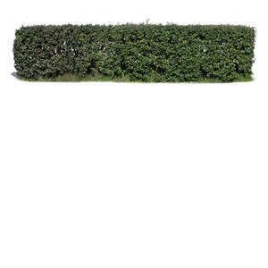 hedge in sunlight