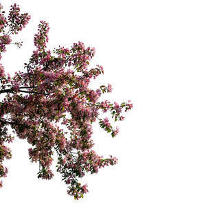 cut out blooming cherry tree branch