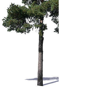 pine trunk in sunlight