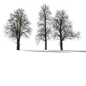 group of backlit bare trees