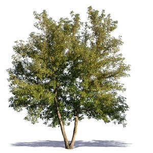 tree with large crown
