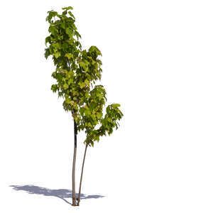 very small maple tree