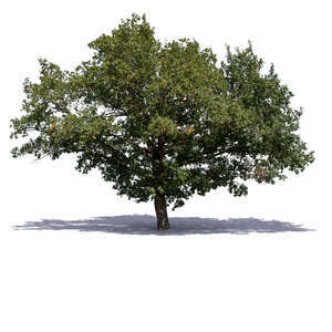 big old oak