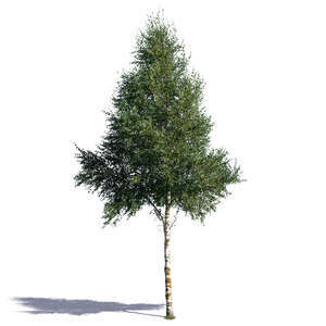 regular birch in sunlight