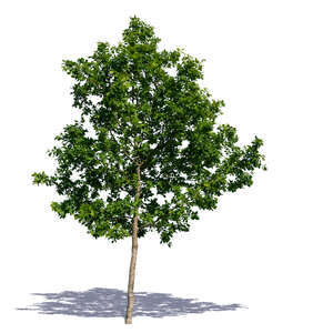 young oak tree