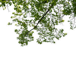 branch of a linden tree in spring