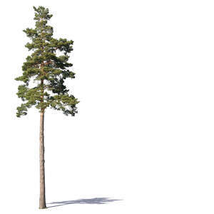 beautiful medium size pine tree