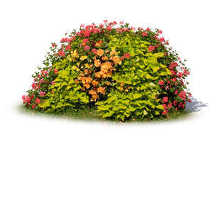 composition of different blooming flowers