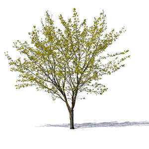 medium size tree with small sprouting leaves