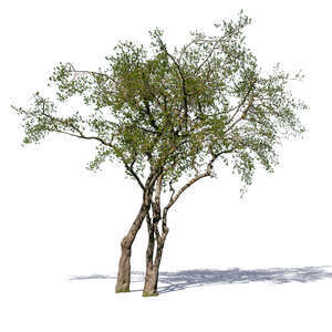 group of trees in springtime