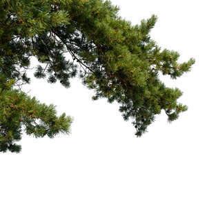 cut out pine branch