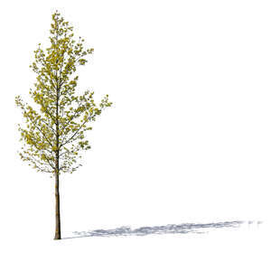small tree with small sprouting leaves