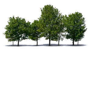 group of many maple trees