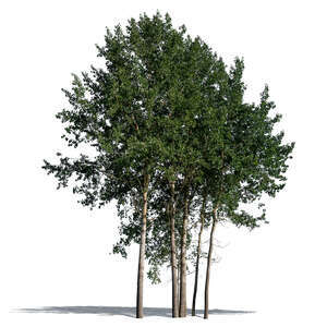 cut out group of tall aspen trees