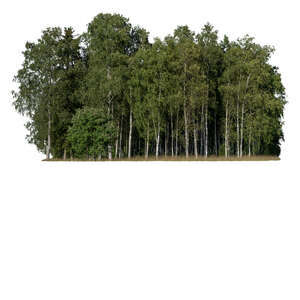 cut out grove of birches