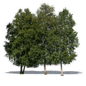 cut out group of four birches in the sunlight