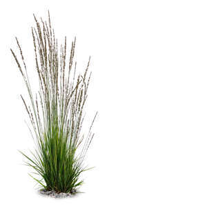 cut out tuft of ornamental grass in a shade