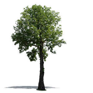cut out medium size ash tree in sunlight