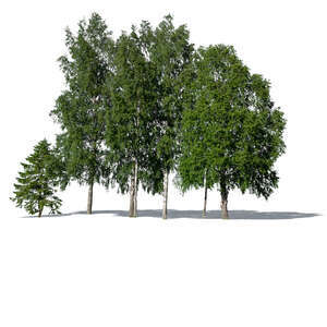 cut out group of tall trees