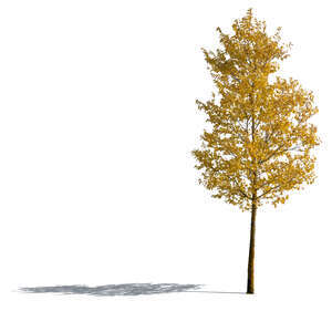 cut out tree with yellow leaves in autumn