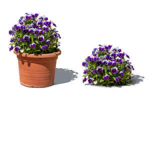 cut out pot of blooming garden pansies
