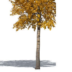 trunk of an aspen tree in autumn