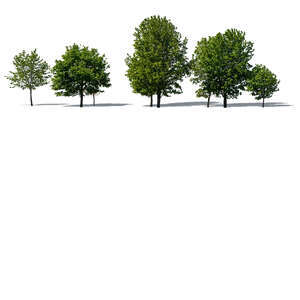 group of different size maple trees
