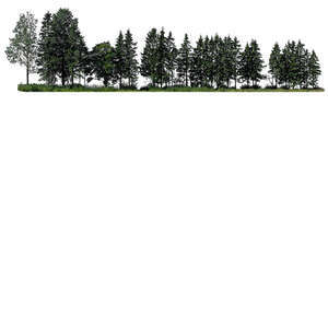 cut out sidelit group of spruces