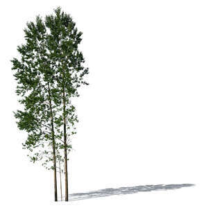 two cut out aspen trees in sunlight