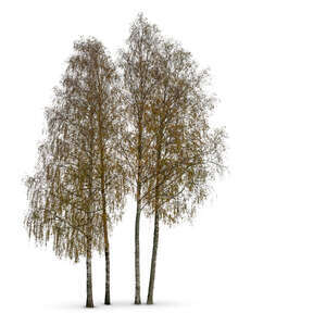 cut out group of birch trees in autumn