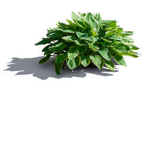 small plant with big green leaves