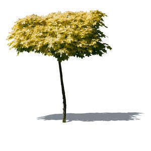 cut out small maple tree