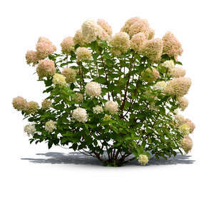 cut out hortensia in full bloom