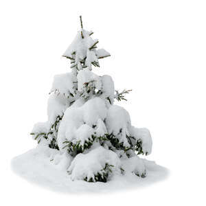 small cut out spruce covered with snow