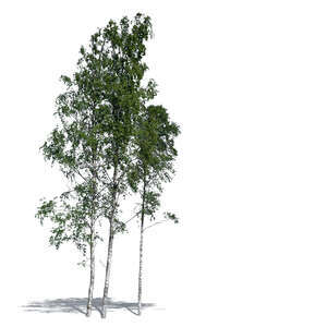 cut out group of birches in sunlight