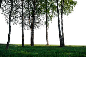 group of trees with trunks in foreground