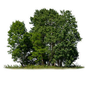 cut out group of deciduous trees