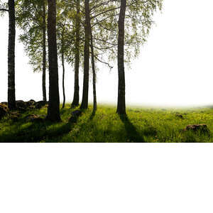 cut out backlit group of trees in the foreground