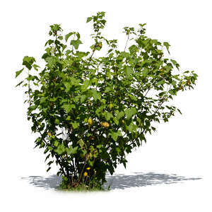 cut out leafy bush in sunlight