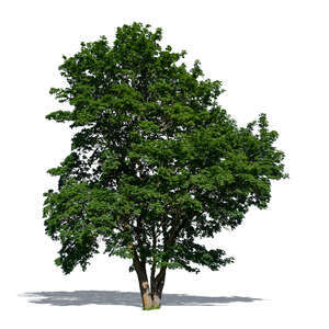 big maple tree in summer