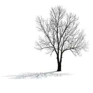 cut out backlit bare tree