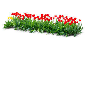 cut out flowerbed of blooming red tulips