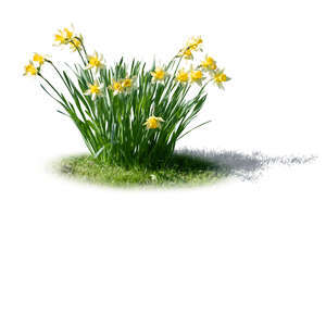 cut out bunch of blooming daffodils