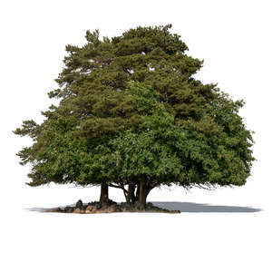 cut out group of big old decidiuous and evergreen trees